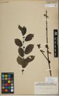 Foto von Salix myrsinifolia Salisb.